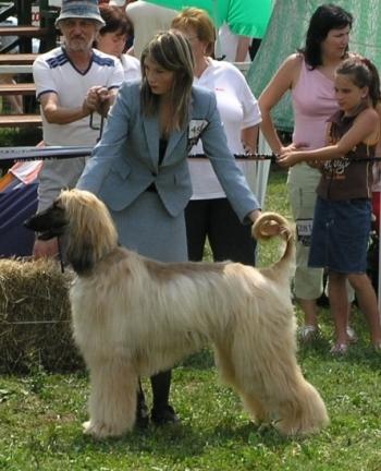 handling (84).jpg